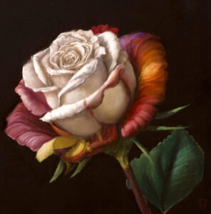 Realistisches Ölbild einer Weißen Rose mit roten äußeren Blütenblättern auf dunkelem Hintergrund. Realistic oil painting of a white rose with red outer petals on a dark background.
