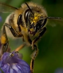 Macro-Fotografie
